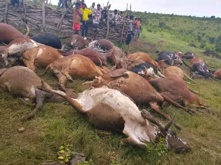 Trovoada mata cerca de 37 cabeças de gado no município do Huambo
