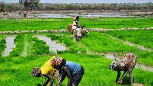 Angola reduz importação de farinha de trigo, milho e óleo alimentar